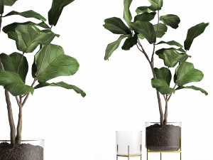 ficus lyrata trees in a glass flowerpot 959 Model 3D