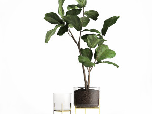 ficus lyrata trees in a glass flowerpot 959 3Dモデル
