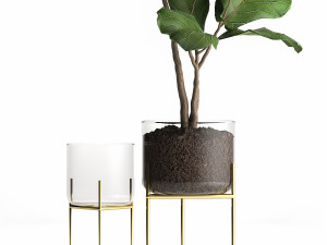 ficus lyrata trees in a glass flowerpot 959 3Dモデル