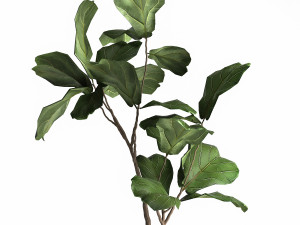 ficus lyrata trees in a glass flowerpot 959 3Dモデル