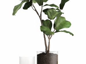 ficus lyrata trees in a glass flowerpot 959 3Dモデル