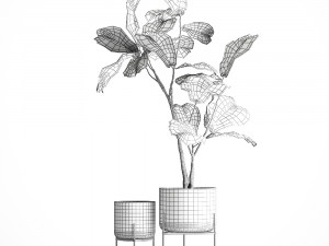 ficus lyrata trees in a glass flowerpot 959 3Dモデル