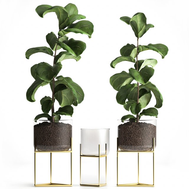 ficus lyrata trees in a glass flowerpot 960 3D Model .c4d .max .obj .3ds .fbx .stl .blend 