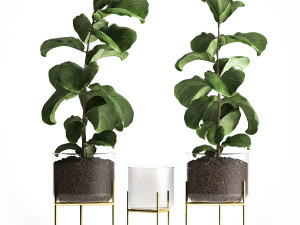ficus lyrata trees in a glass flowerpot 960 3D Model