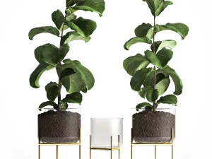 कांच के गमले में फ़िकस लिराटा के पेड़ 960 3D मॉडल