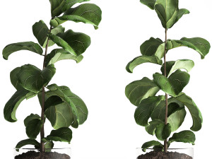 ficus lyrata trees in a glass flowerpot 960 3D Model
