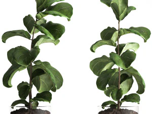 ficus lyrata trees in a glass flowerpot 960 3D Model