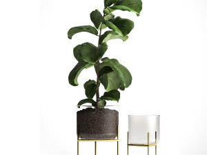 ficus lyrata trees in a glass flowerpot 960 3D Model