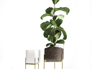 ficus lyrata trees in a glass flowerpot 960 3D Model