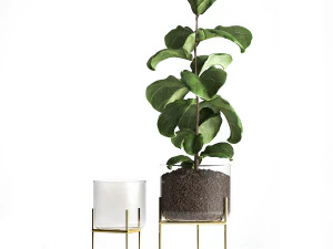 ficus lyrata trees in a glass flowerpot 960 3D Model