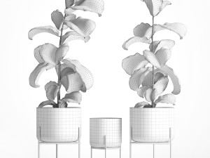 ficus lyrata trees in a glass flowerpot 960 3D Model