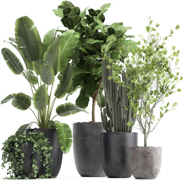houseplants in a flowerpot for the interior 961 3D-Modell .c4d .max .obj .3ds .fbx .stl .blend 