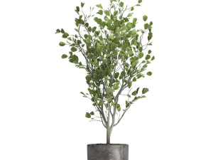 houseplants in a flowerpot for the interior 961 3D Model