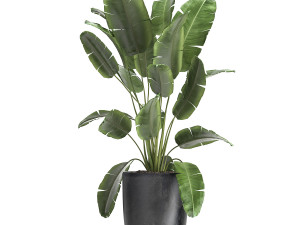 houseplants in a flowerpot for the interior 961 3D-Modell