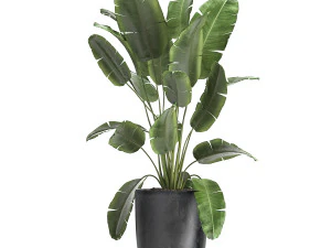 houseplants in a flowerpot for the interior 961 3D Model