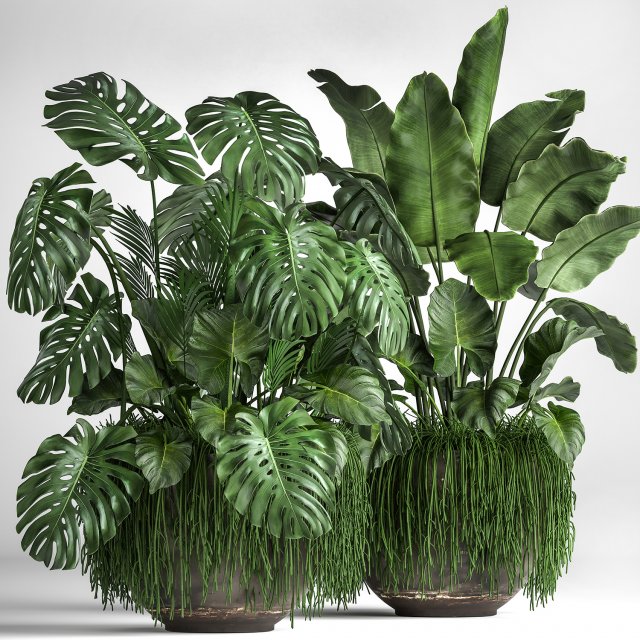 houseplants in a flowerpot for the interior 962 3D मॉडल .c4d .max .obj .3ds .fbx .stl .blend 