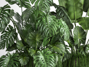 houseplants in a flowerpot for the interior 962 3D मॉडल