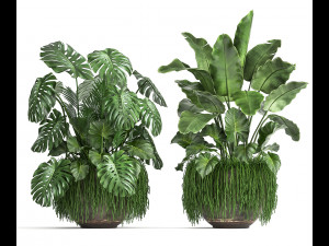 houseplants in a flowerpot for the interior 962 3D मॉडल