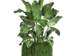 houseplants in a flowerpot for the interior 962 3D मॉडल