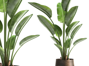ravenala palm in a rust pot for the interior 963 3D Model