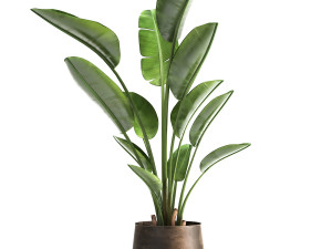 ravenala palm in a rust pot for the interior 963 3D Model