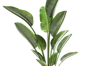 ravenala palm in a rust pot for the interior 963 3D Model