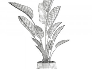 ravenala palm in a rust pot for the interior 963 3D Model
