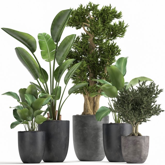 houseplants in a flowerpot for the interior 965 Modello 3D .c4d .max .obj .3ds .fbx .stl .blend 