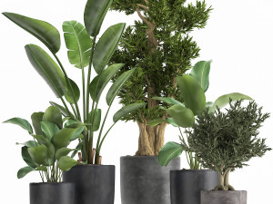 houseplants in a flowerpot for the interior 965 3D Модель