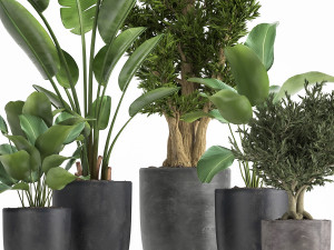 houseplants in a flowerpot for the interior 965 Modello 3D