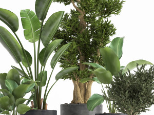 houseplants in a flowerpot for the interior 965 Modello 3D