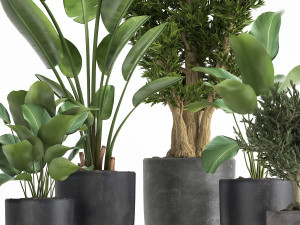 houseplants in a flowerpot for the interior 965 Modello 3D