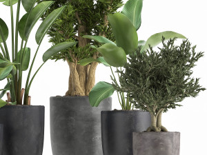 houseplants in a flowerpot for the interior 965 Modello 3D