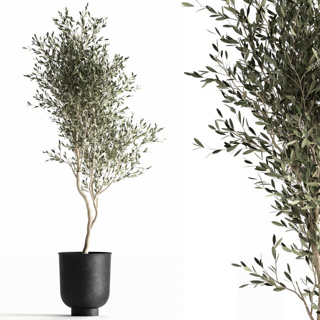 olive tree in a flowerpot for the interior 966 3Dモデル .c4d .max .obj .3ds .fbx .stl .blend 