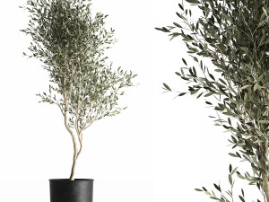 olive tree in a flowerpot for the interior 966 3D Model