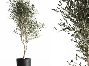 olive tree in a flowerpot for the interior 966 3D 모델