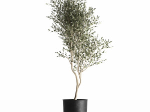 olive tree in a flowerpot for the interior 966 3Dモデル