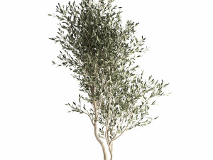olive tree in a flowerpot for the interior 966 3Dモデル