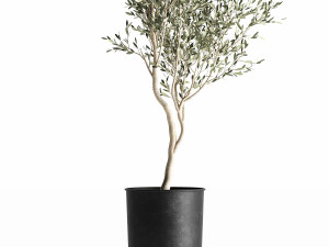 olive tree in a flowerpot for the interior 966 3Dモデル