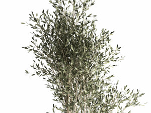 olive tree in a flowerpot for the interior 966 3Dモデル
