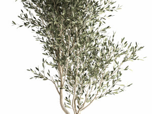 olive tree in a flowerpot for the interior 966 3Dモデル