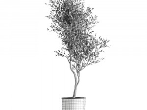 olive tree in a flowerpot for the interior 966 3Dモデル