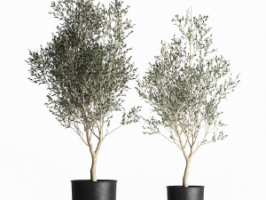 olive tree in a flowerpot for the interior 967 Model 3D