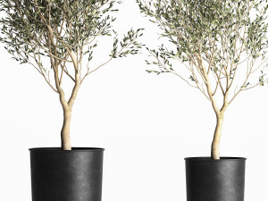 olive tree in a flowerpot for the interior 967 3D मॉडल