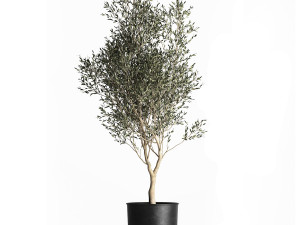 olive tree in a flowerpot for the interior 967 3D मॉडल