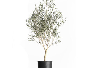 olive tree in a flowerpot for the interior 967 3D मॉडल