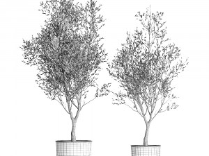 olive tree in a flowerpot for the interior 967 3D मॉडल