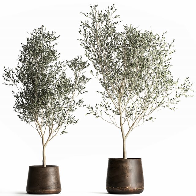 olive tree in a flowerpot for the interior 968 Model 3D .c4d .max .obj .3ds .fbx .stl .blend 