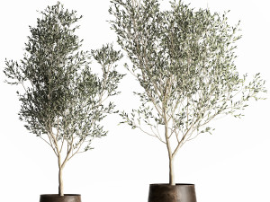 olive tree in a flowerpot for the interior 968 Model 3D