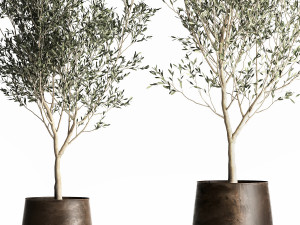 olive tree in a flowerpot for the interior 968 Model 3D